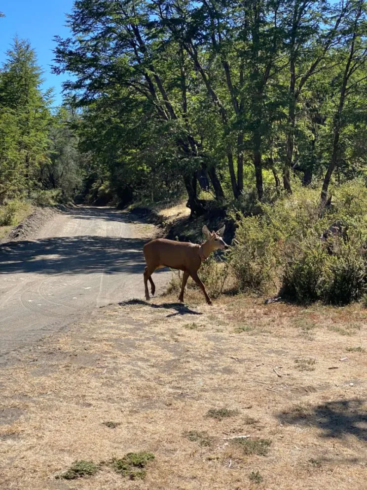 Este año se logró ver un ejemplar de huemul en el Parque Nacional Lanín.
