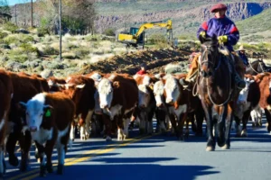 Comenzó la entrega de permisos de veranada a crianceros de la Provincia